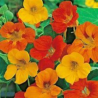 Nasturtium flower