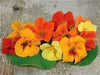 Nasturtium flower