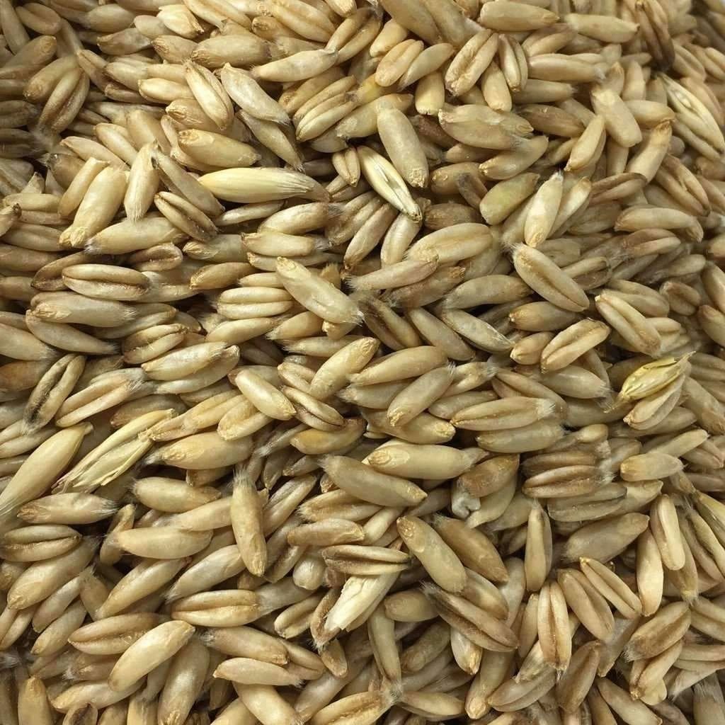 Hulless Oats-Streaker– Clearwater Valley Seeds