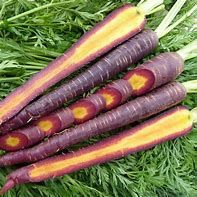 Cosmic purple carrot