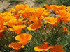 California poppy