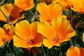 California poppy