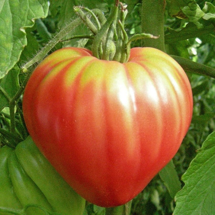 Oxheart Pink Tomato