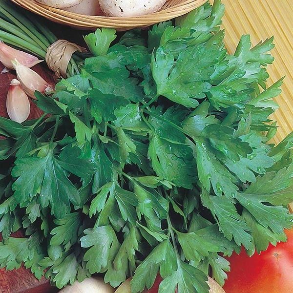 Italian Giant Parsley