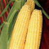 Pencil Cob Corn