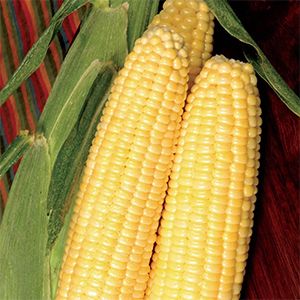 Corn