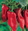 Marconi Red Sweet Pepper