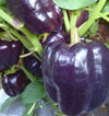 Purple Beauty Sweet Pepper