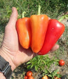 Romanian Sweet Pepper