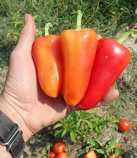 Romanian Sweet Pepper