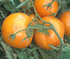 Persimmon Tomato