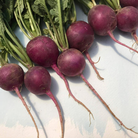 Purple Plum Radish