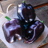 Purple Beauty Sweet Pepper