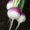 Purple Top White Globe Turnip