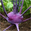 Purple Vienna Kohlrabi