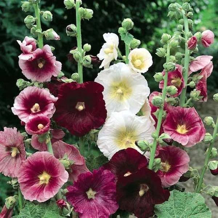 Hollyhock