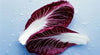 Radicchio (Rouge de Verona)