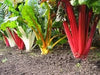 Rainbow Swiss Chard