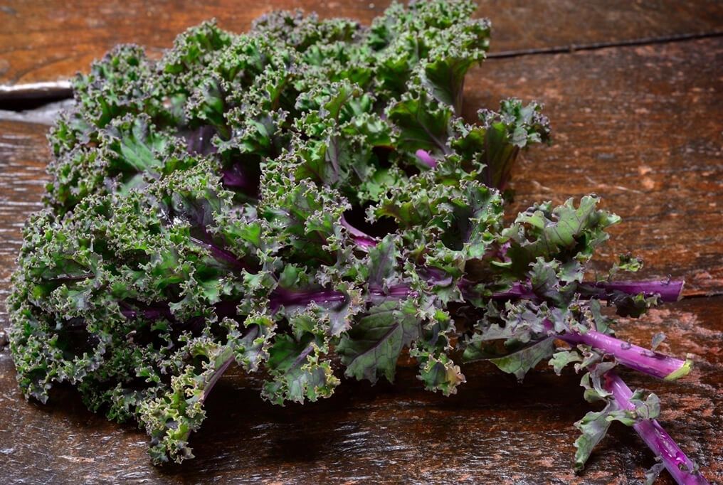 Red Russian Kale