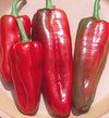 Marconi Red Sweet Pepper