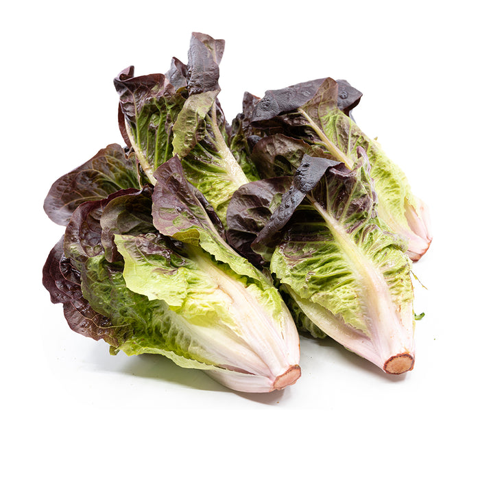 Red Romain Lettuce