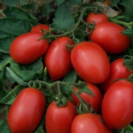 Rio Grande Tomato