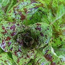 Romaine- Freckles Lettuce