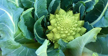 Romanesco Broccoli