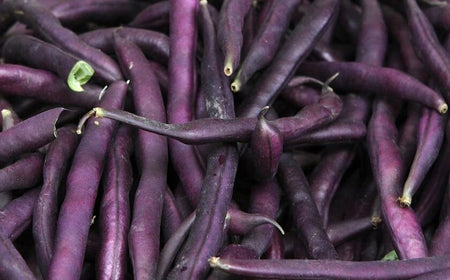 Royal Burgundy Bush Bean