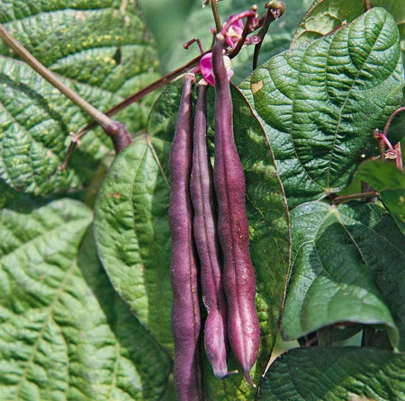 Royal Burgundy Bush Bean