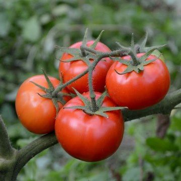 Rutgers Tomato