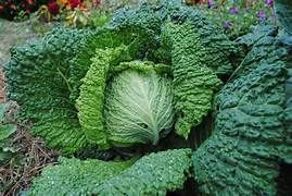 Savoy Cabbage