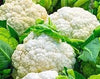 Snowball Y Improved Cauliflower