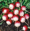 Sparkler Radish