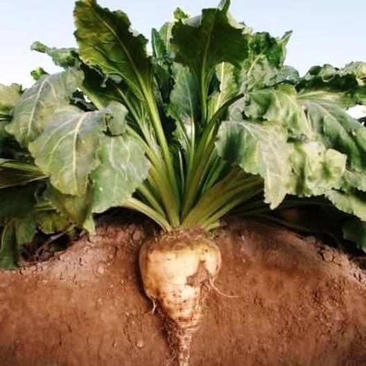 Sugar Beet non GMO