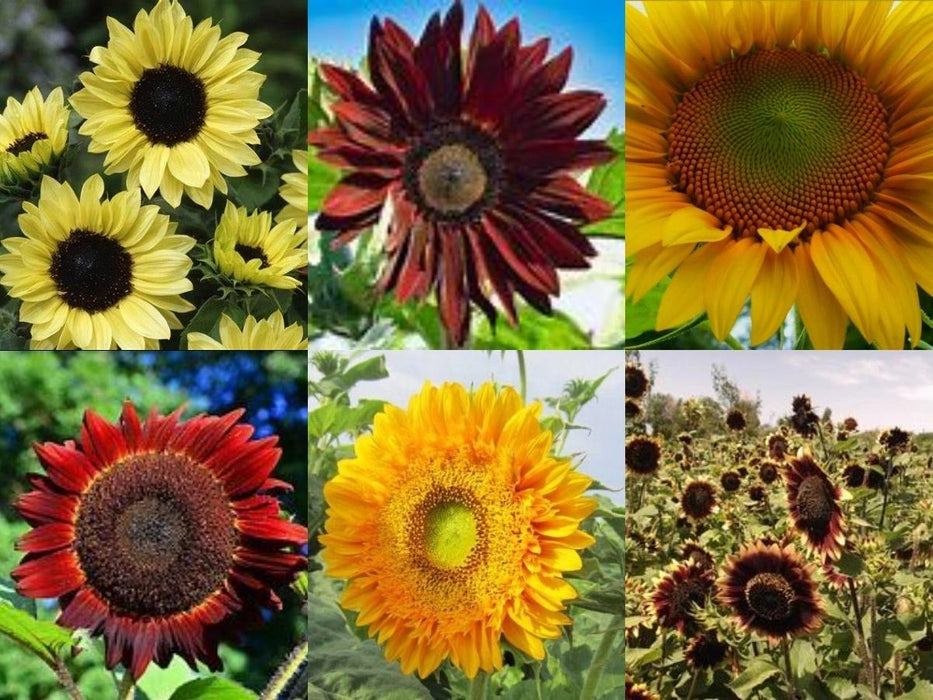 Sunflower Collection