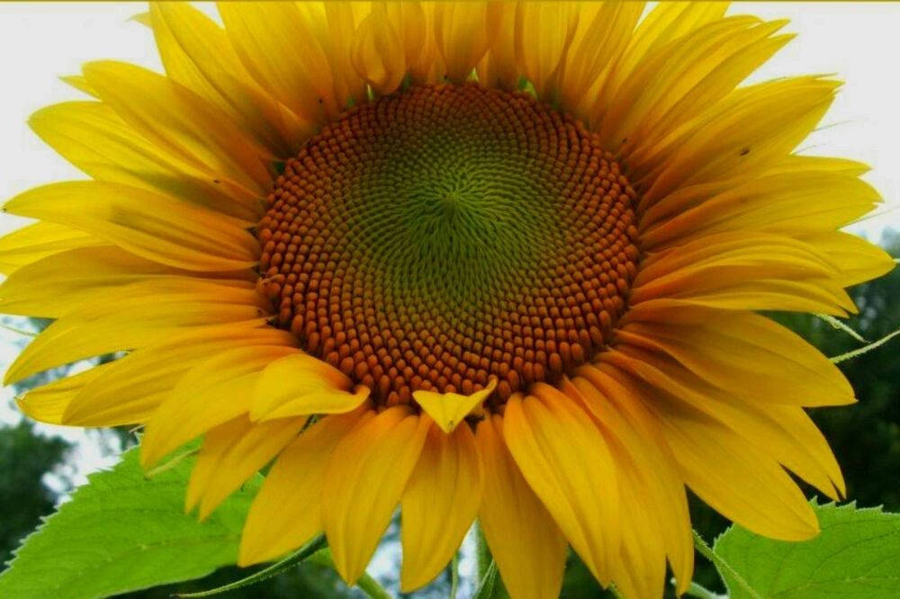 Grey stripe sunflower