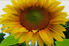 Grey stripe sunflower