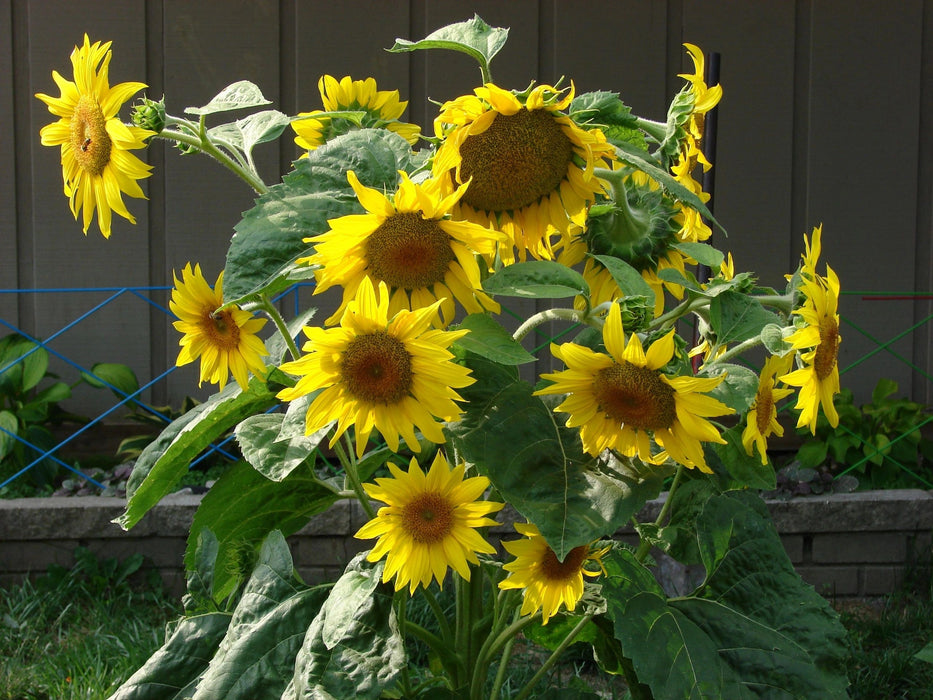 Grey stripe sunflower