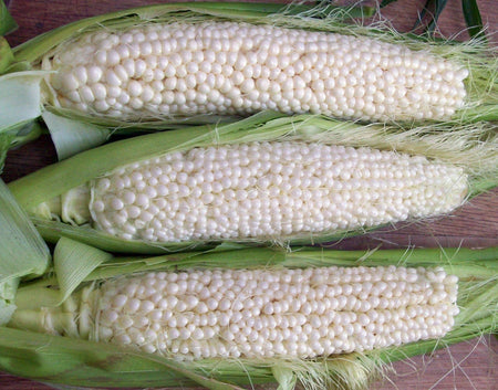 Country Gentleman Corn (Heirloom)