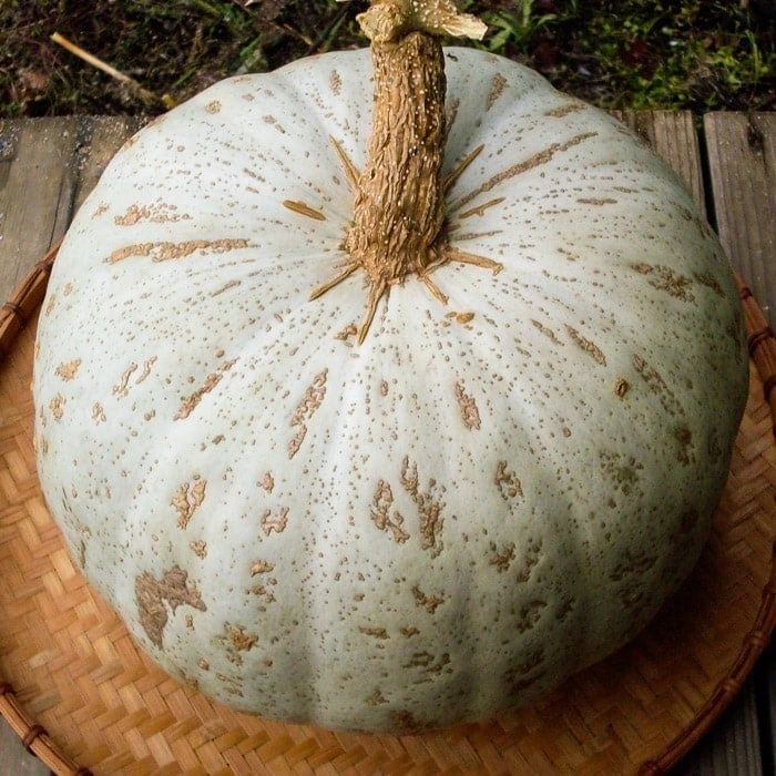 Sweetmeat Winter Squash