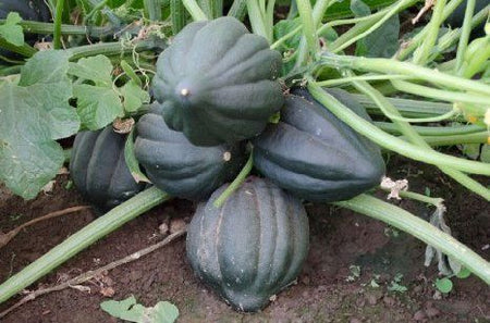 Table King Acorn Winter Squash (Bush)