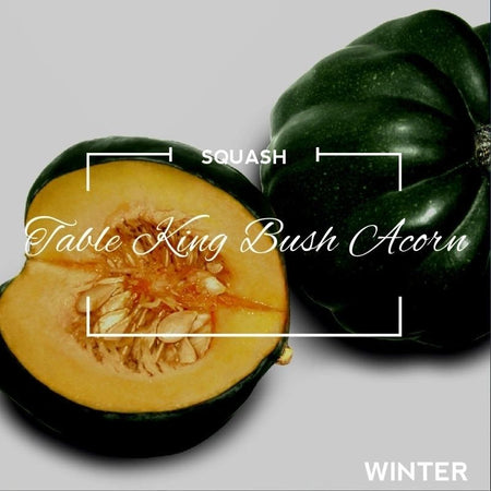 Table King Acorn Winter Squash (Bush)