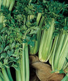 Tall Utah 52-70 Improved Celery