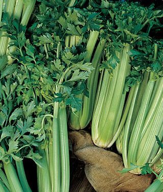 Tall Utah 52-70 Improved Celery