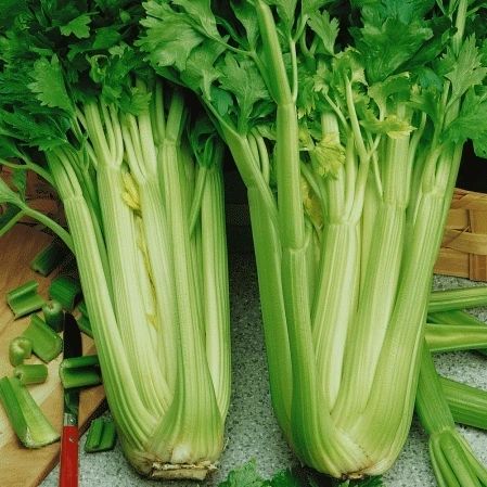 Tall Utah 52-70 Improved Celery