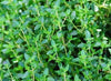 Common Thyme