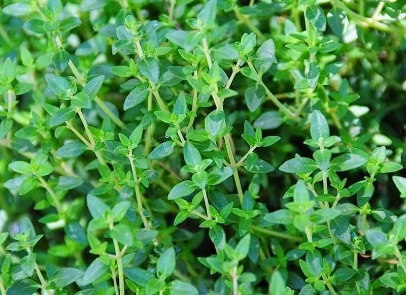 Common Thyme