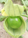 Tomatillo Toma Verde