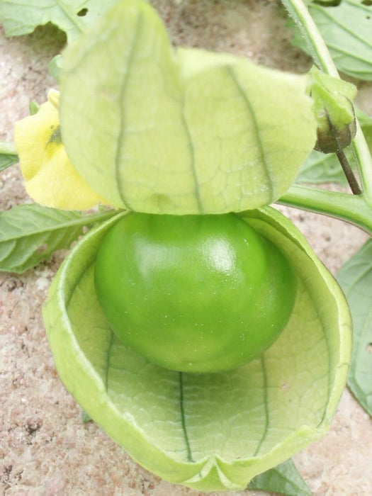 Tomatillo Toma Verde